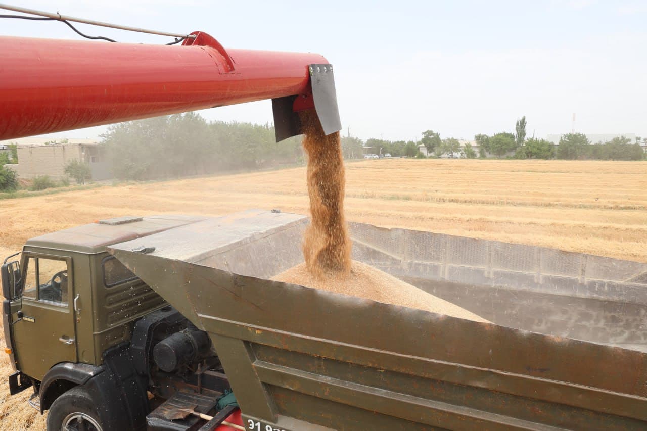 “Ғалла-2025”: Зафар муборак, ғиждувонлик ғаллакорлар!