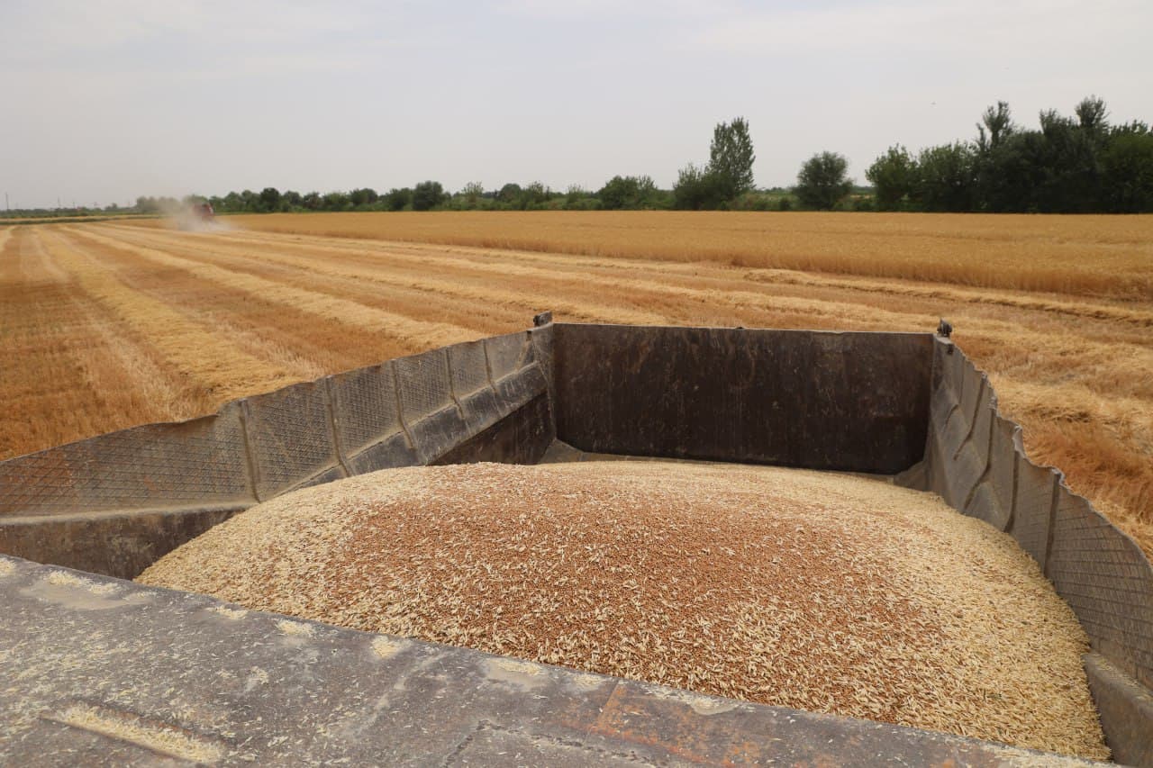 “Ғалла-2025”: Зафар муборак, ғиждувонлик ғаллакорлар!