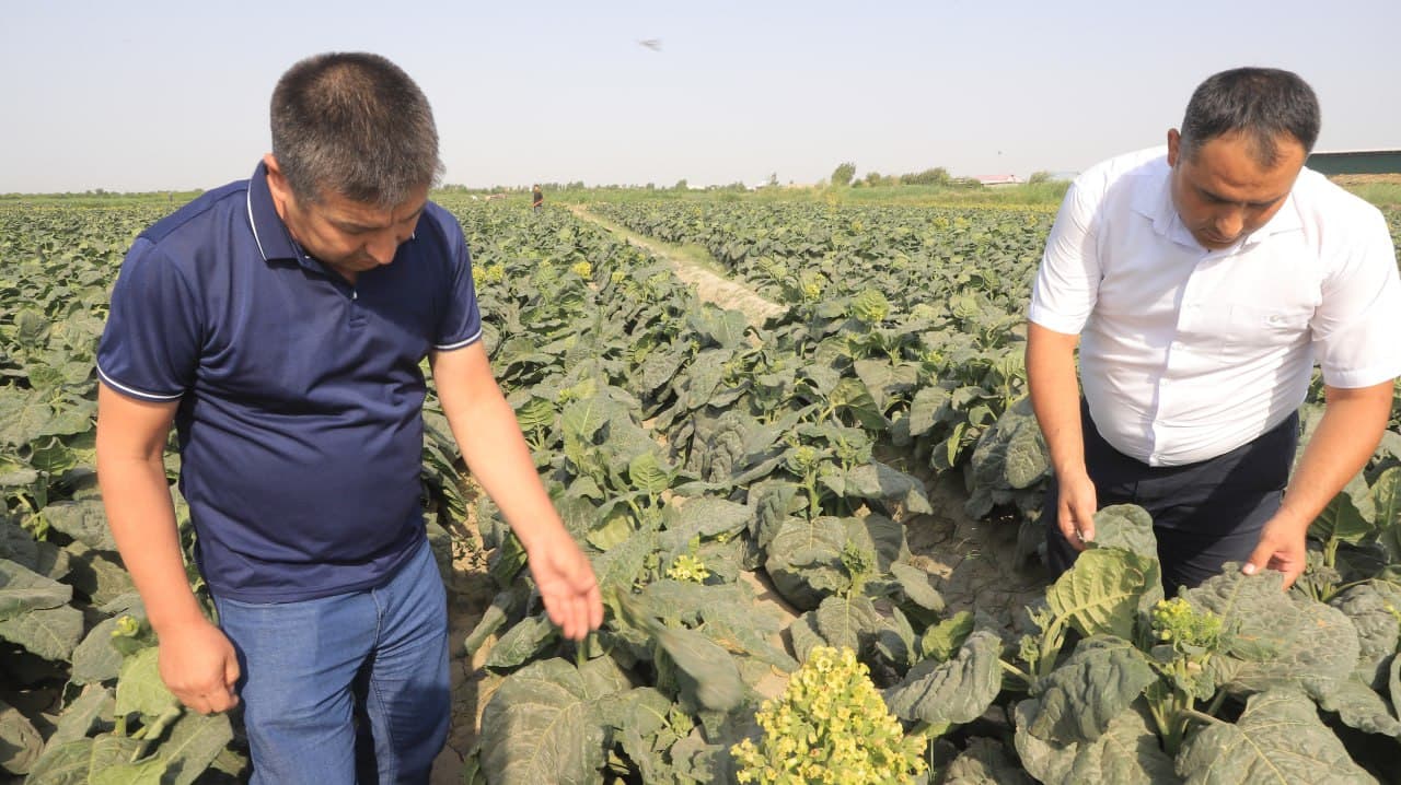 Qorakoʻl: “Qozon” va “Istiqlol” mahallalarida 20 gektar yerda talqon yetishtirilmoqda