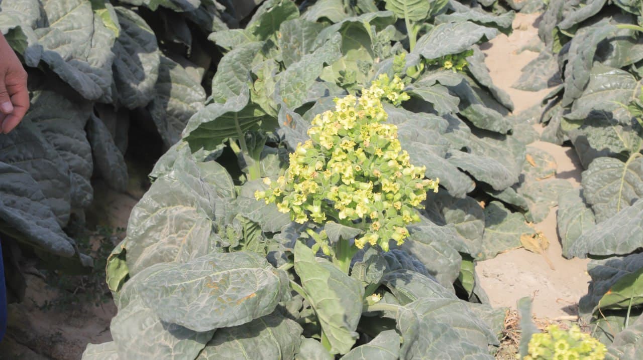 Qorakoʻl: “Qozon” va “Istiqlol” mahallalarida 20 gektar yerda talqon yetishtirilmoqda