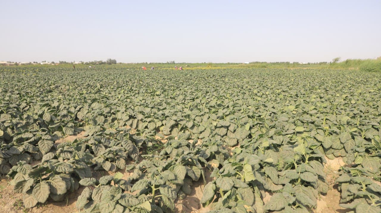 Qorakoʻl: “Qozon” va “Istiqlol” mahallalarida 20 gektar yerda talqon yetishtirilmoqda