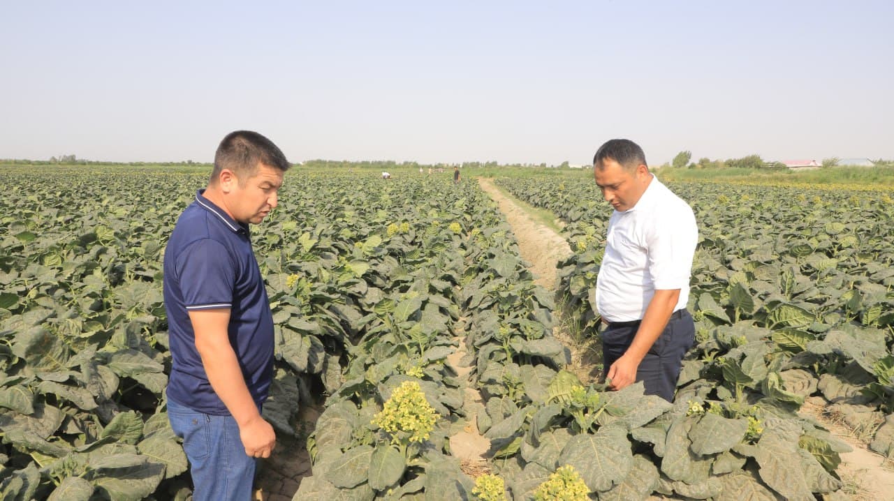 Qorakoʻl: “Qozon” va “Istiqlol” mahallalarida 20 gektar yerda talqon yetishtirilmoqda