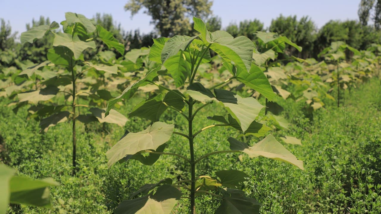 Qorakoʻllik Darmon Qurbonov 25 sotix yerda pavlovniya niholi yetishtirmoqda