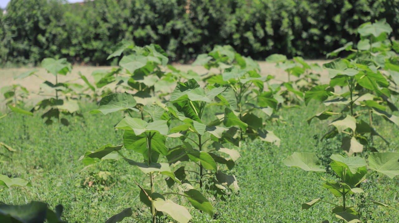 Qorakoʻllik Darmon Qurbonov 25 sotix yerda pavlovniya niholi yetishtirmoqda