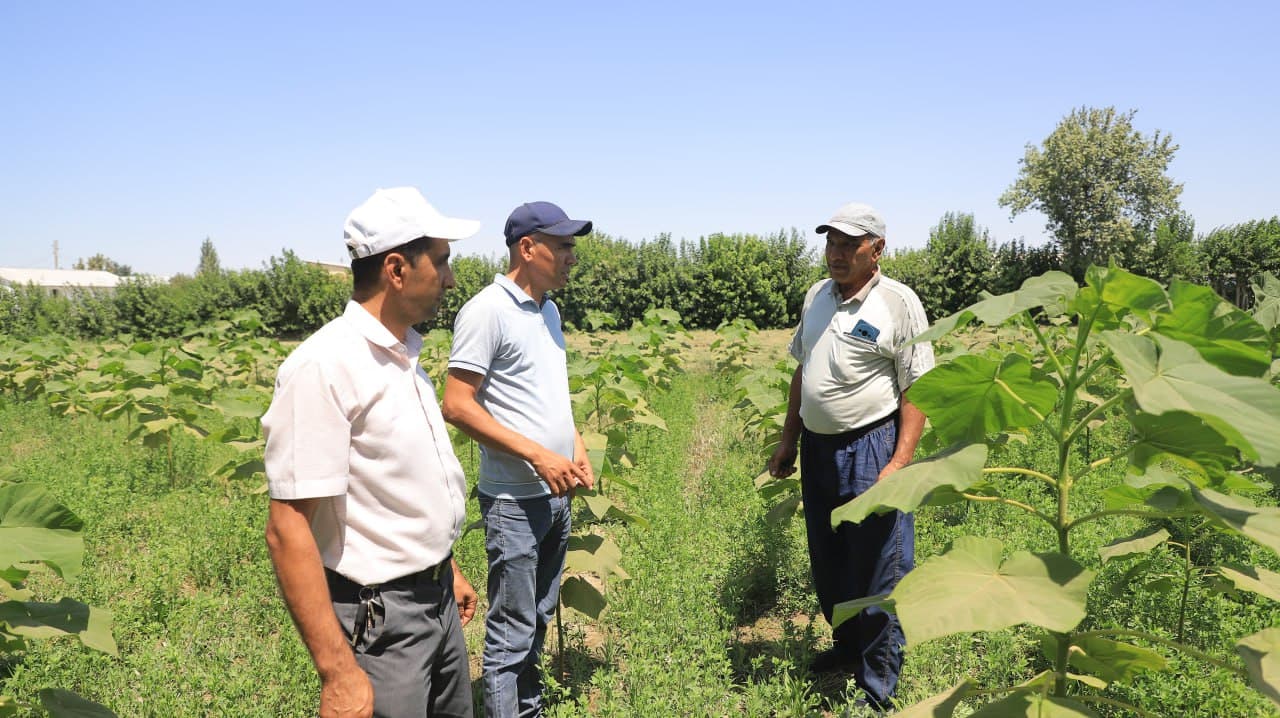 Qorakoʻllik Darmon Qurbonov 25 sotix yerda pavlovniya niholi yetishtirmoqda