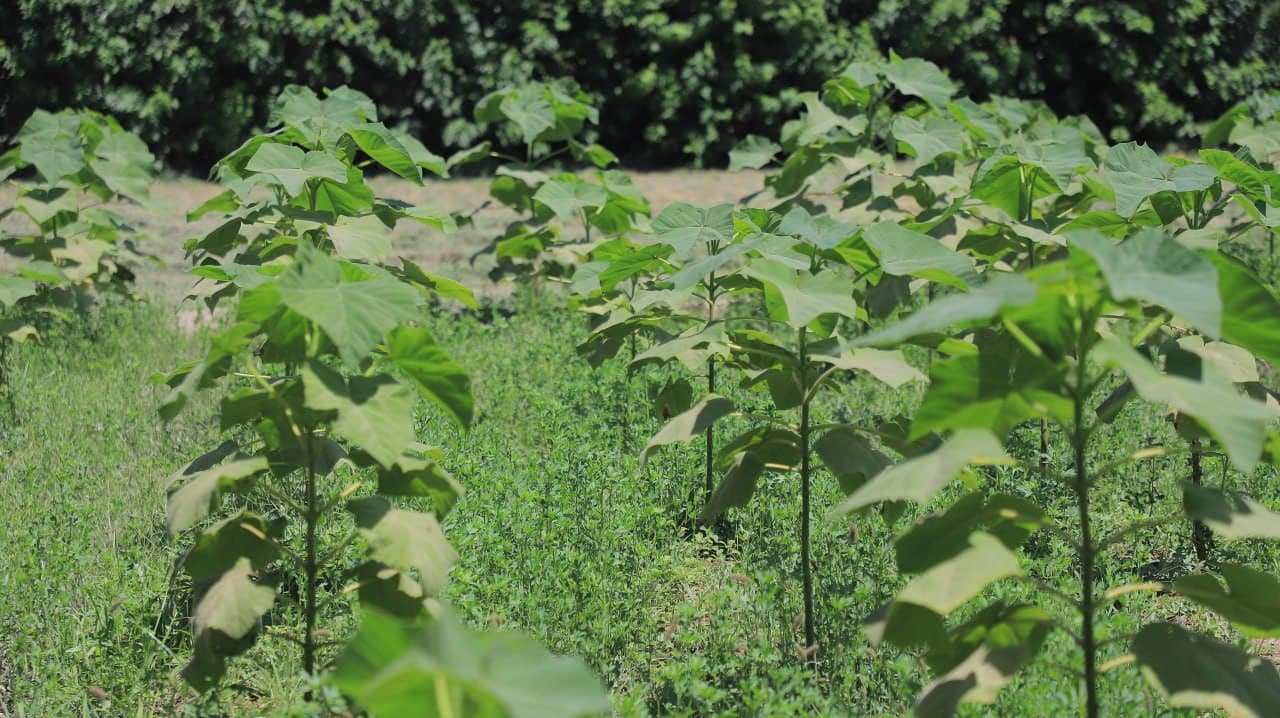 Qorakoʻllik Darmon Qurbonov 25 sotix yerda pavlovniya niholi yetishtirmoqda