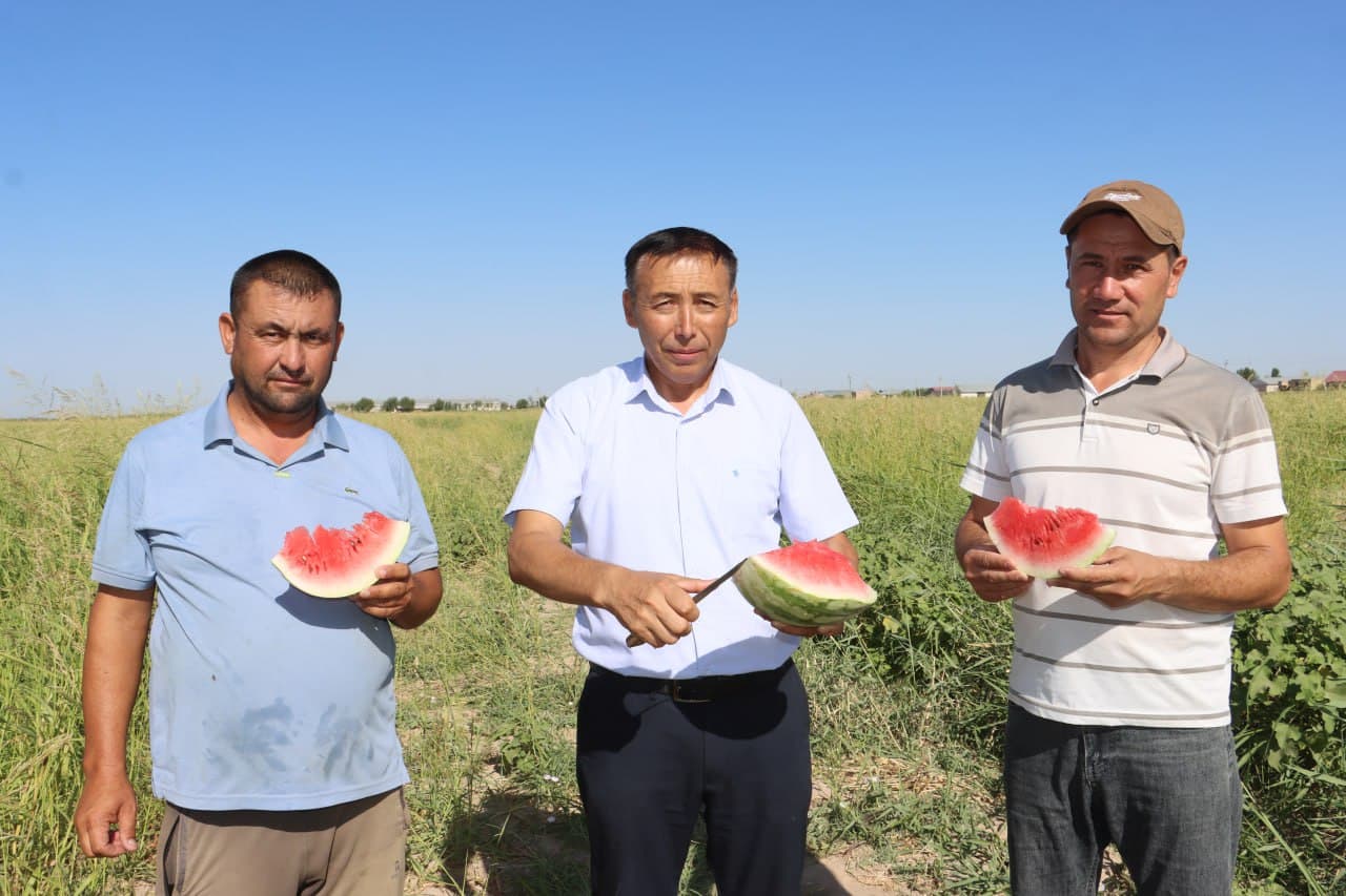 Qorovubozor: “Boʻzachi”dagi 20 gektar maydonda tarvuz va qovoq yetishtirilmoqda