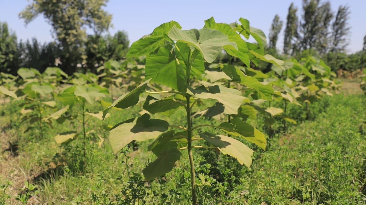 Qorakoʻllik Darmon Qurbonov 25 sotix yerda pavlovniya niholi yetishtirmoqda