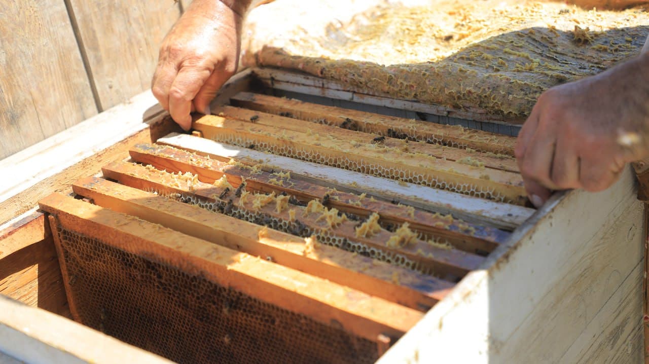 Qorakoʻllik Darmon Qurbonov 25 sotix yerda pavlovniya niholi yetishtirmoqda