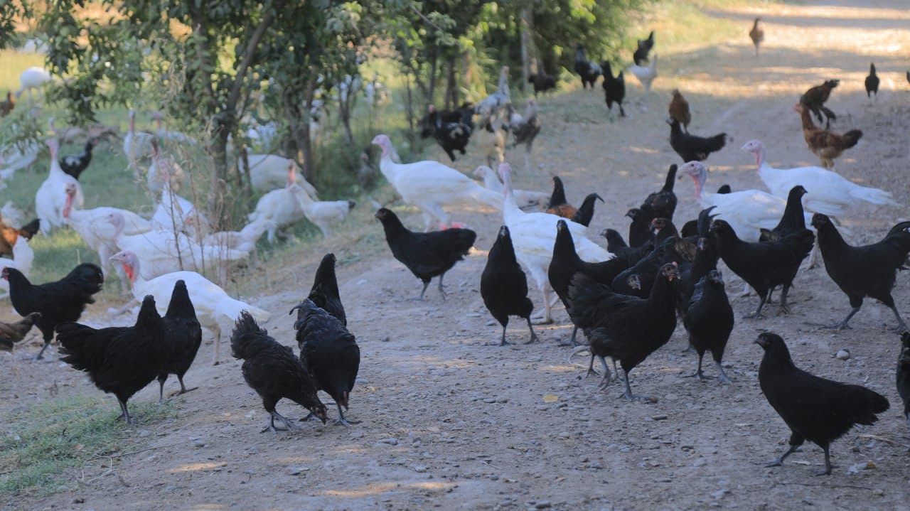 Olot: Vafo Ikromov xonadonida 500 bosh parranda parvarishlanmoqda
