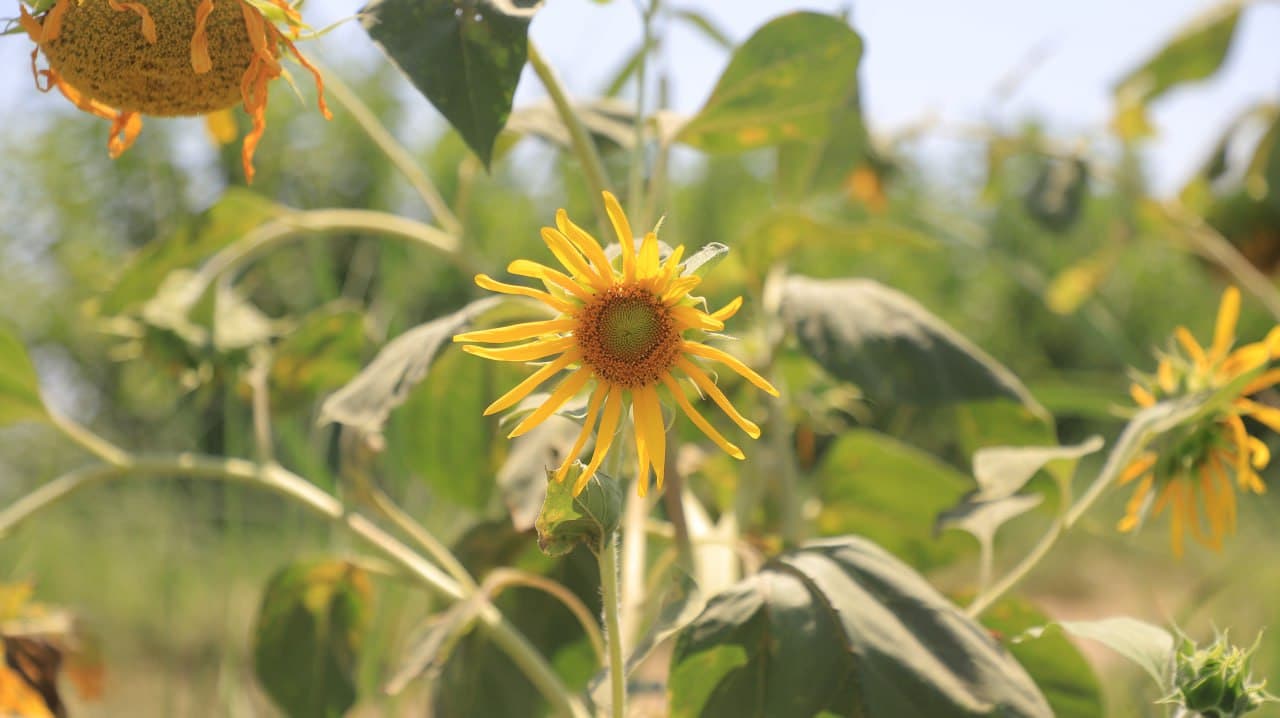 Qorakoʻlda paxta dalalari oqqa burkanmoqda, dala chetlaridan ham unumli foydalanilmoqda