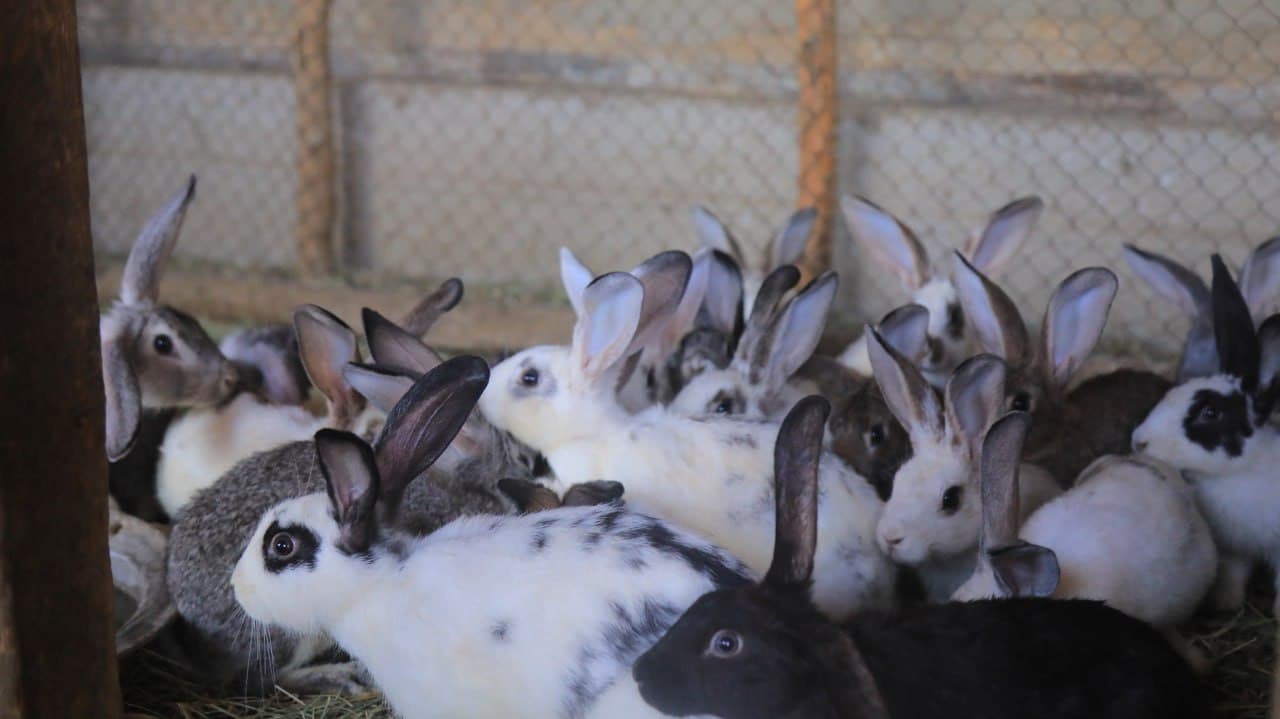 Olot: Boymurodovlar uy xoʻjaligidagi maʼmurlik koʻplarga ibrat