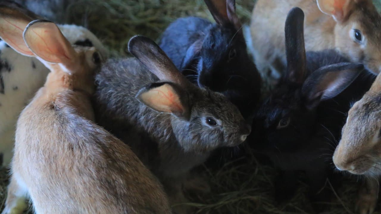 Olot: Boymurodovlar uy xoʻjaligidagi maʼmurlik koʻplarga ibrat