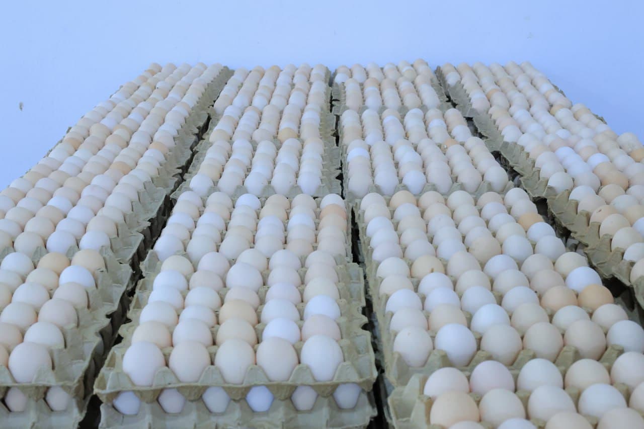 Kogon: “Parravshan trans” tovuqchilik fermasi imkoniyatlarini oshirmoqda