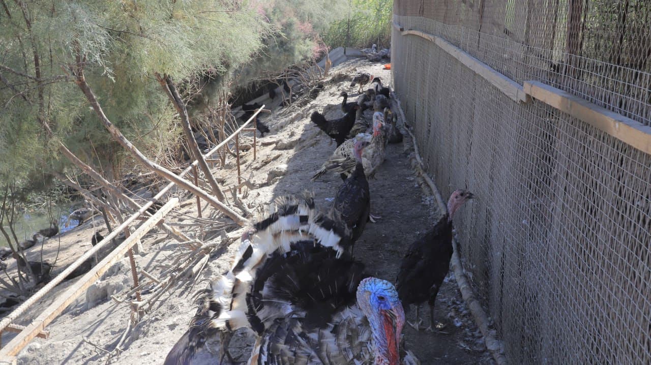 Qorakoʻl: Kollektor boʻyida oʻrdak, gʻoz va kurka boqishi yoʻlga qoʻyilgani bugun bir oila iqtisodiy ahvolini yaxshilamoqda