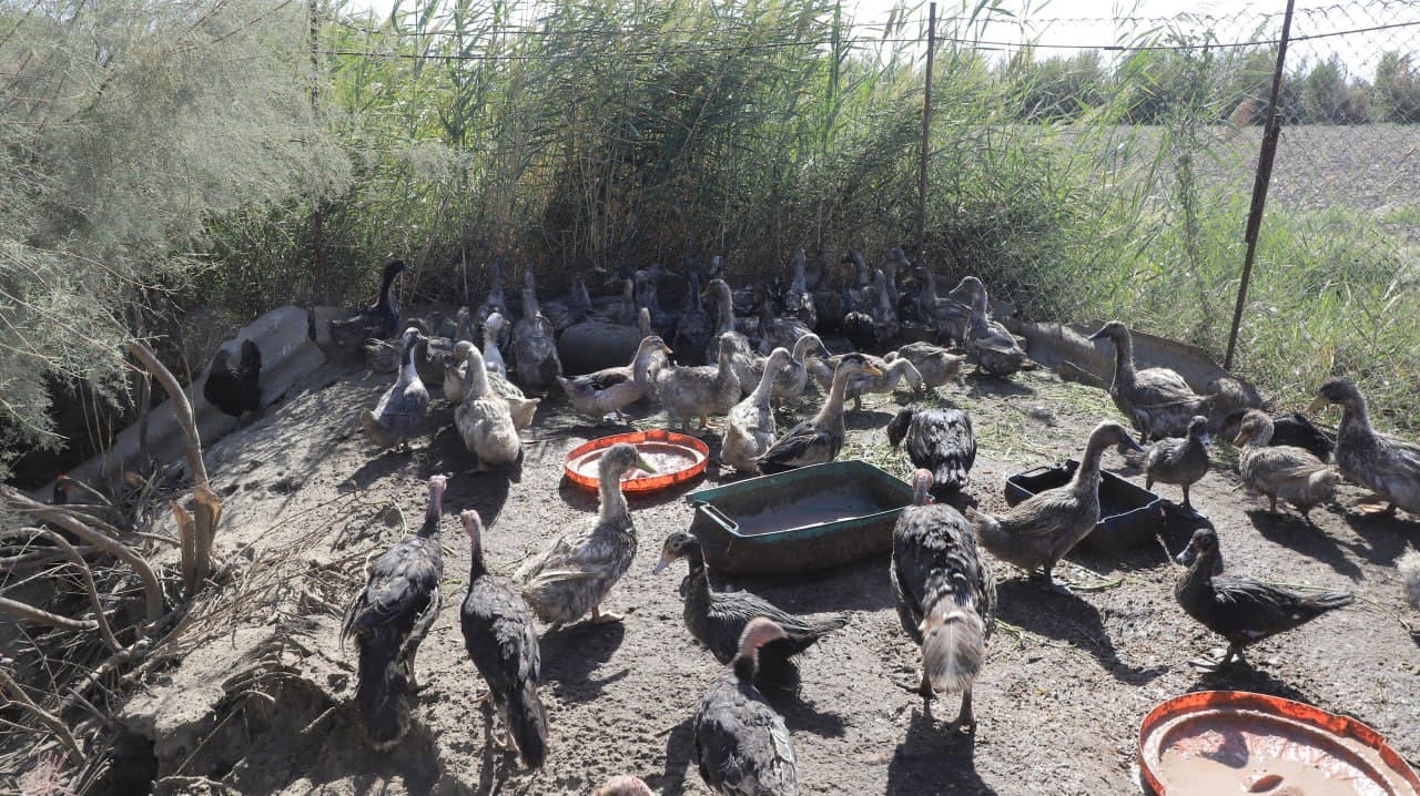 Qorakoʻl: Kollektor boʻyida oʻrdak, gʻoz va kurka boqishi yoʻlga qoʻyilgani bugun bir oila iqtisodiy ahvolini yaxshilamoqda