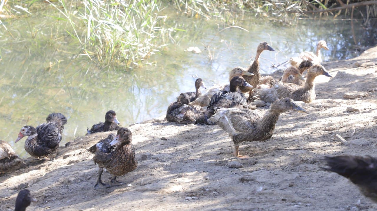 Qorakoʻl: Kollektor boʻyida oʻrdak, gʻoz va kurka boqishi yoʻlga qoʻyilgani bugun bir oila iqtisodiy ahvolini yaxshilamoqda