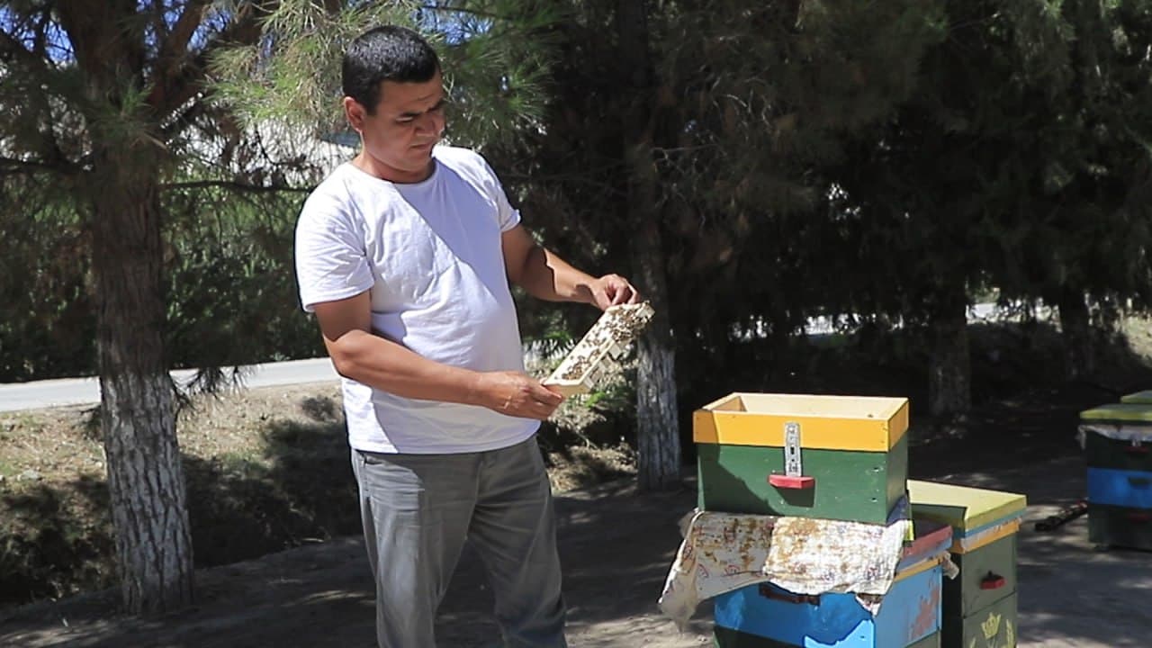 Qorakoʻl: “Hasanobod shifo bol” fermer xoʻjaligi va Iskandarovlar oilasi Jigʻachida asalarichilikni rivojlantirmoqda