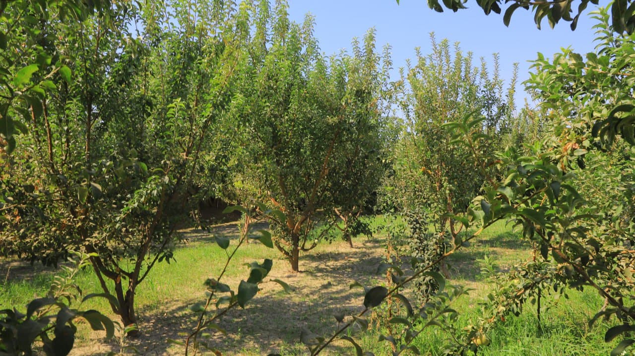 Qorakoʻl: Hamroqulovlar xonadoni ekin yeridan 100 million soʻmga yaqin daromad olmoqda