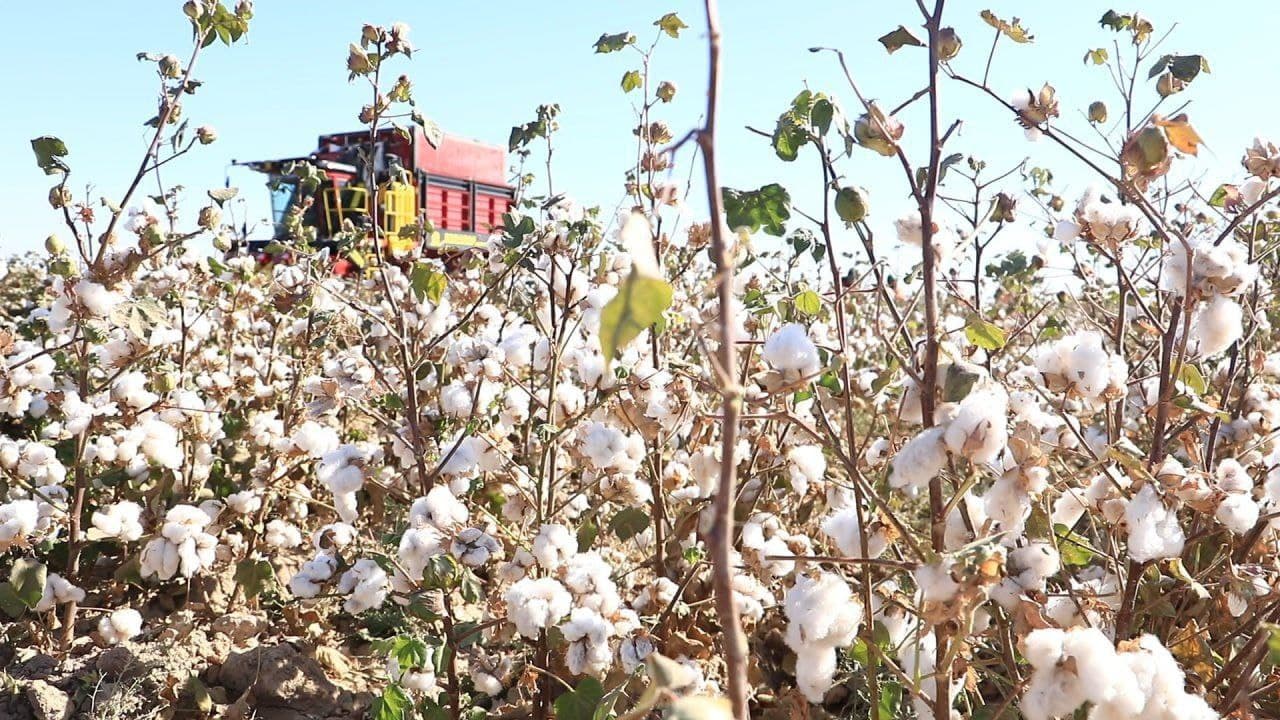 Romitan: terimda “Boshiran 4MZ-4C 50” rusumli zamonaviy paxta terish mashinalari qoʻl kelmoqda