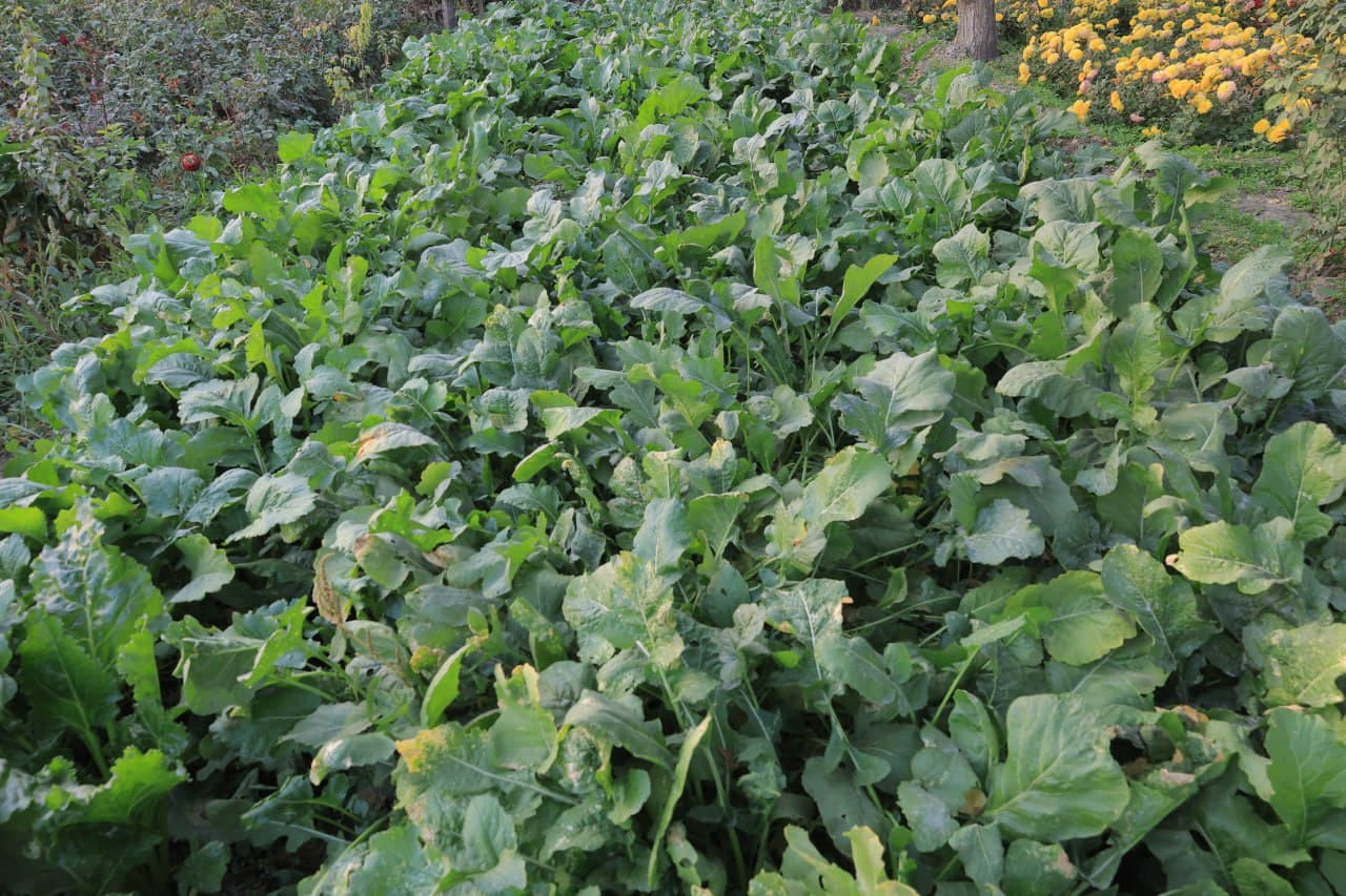 Когон: Куржан қишлоғида Сафар бобо Тўқов уй хўжалиги ҳам обод ва ҳавасга лойиқ