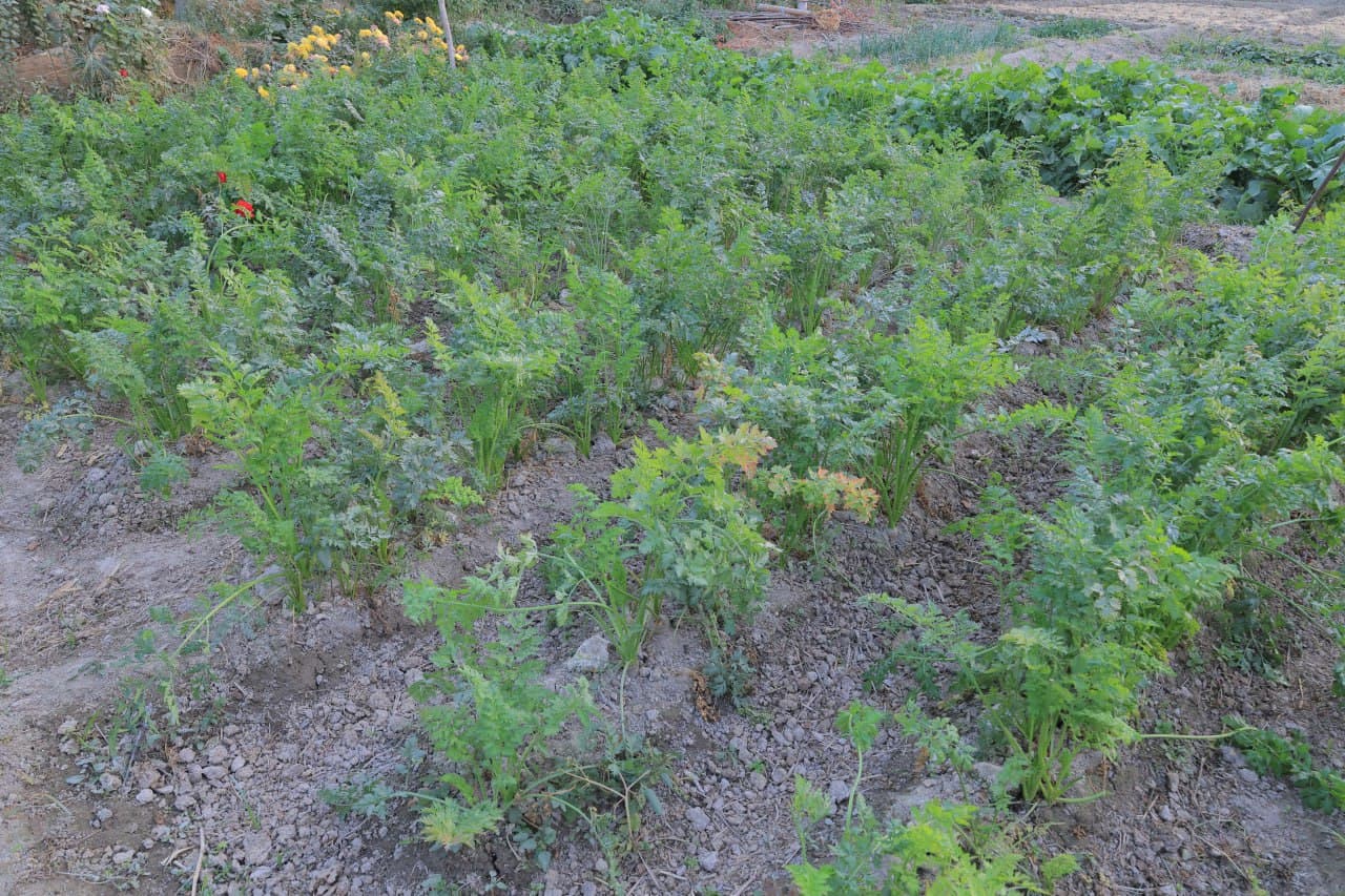 Когон: Куржан қишлоғида Сафар бобо Тўқов уй хўжалиги ҳам обод ва ҳавасга лойиқ