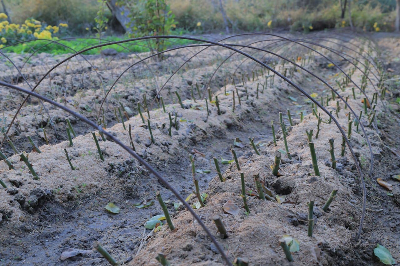 Когон: Куржан қишлоғида Сафар бобо Тўқов уй хўжалиги ҳам обод ва ҳавасга лойиқ