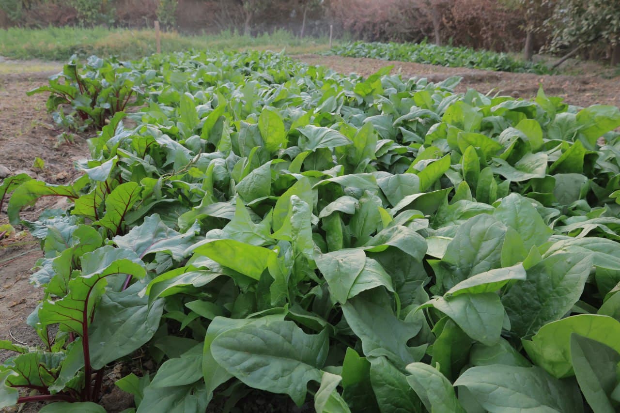 Когон: Куржан қишлоғида Сафар бобо Тўқов уй хўжалиги ҳам обод ва ҳавасга лойиқ