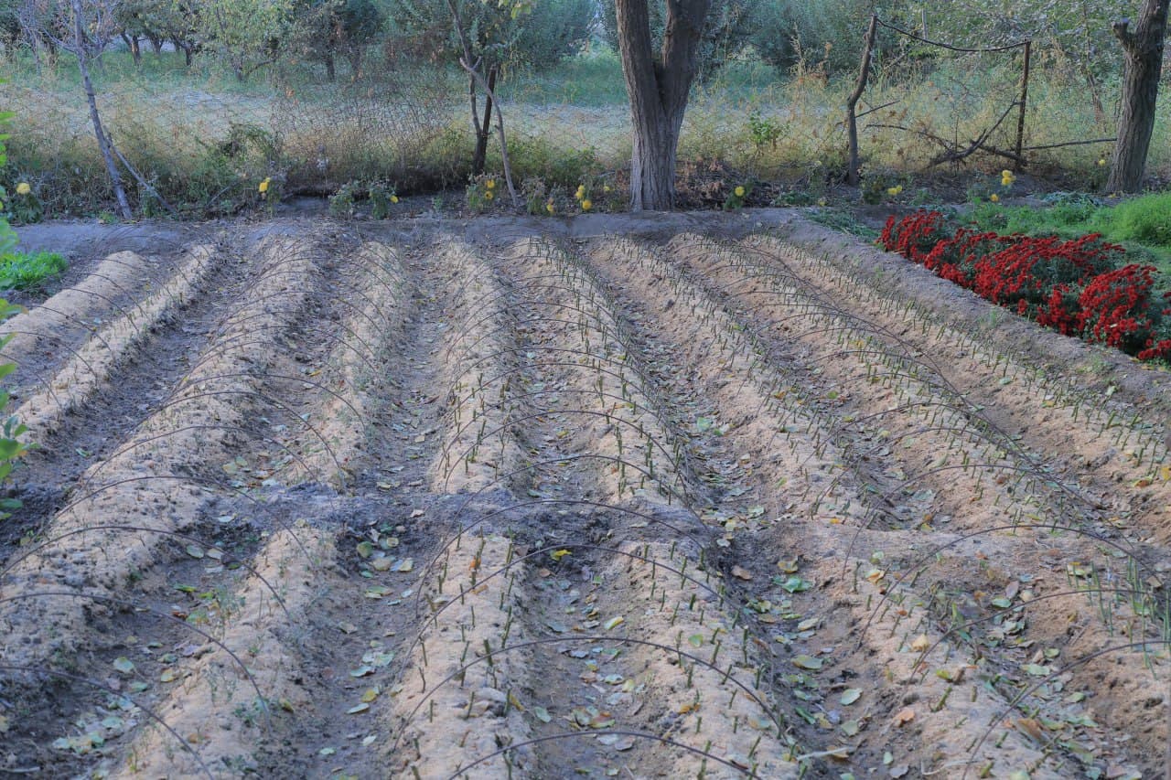 Когон: Куржан қишлоғида Сафар бобо Тўқов уй хўжалиги ҳам обод ва ҳавасга лойиқ