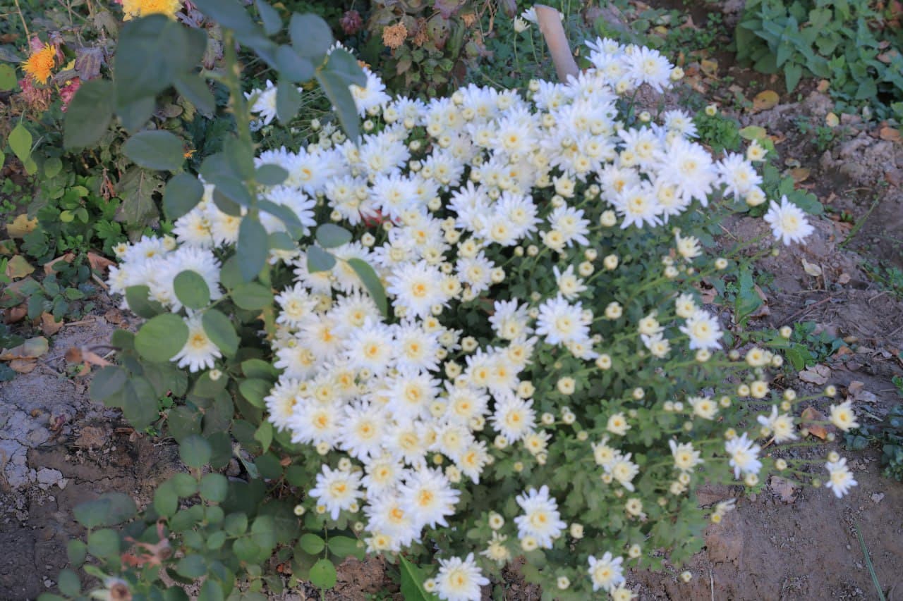 Когон: Куржан қишлоғида Сафар бобо Тўқов уй хўжалиги ҳам обод ва ҳавасга лойиқ