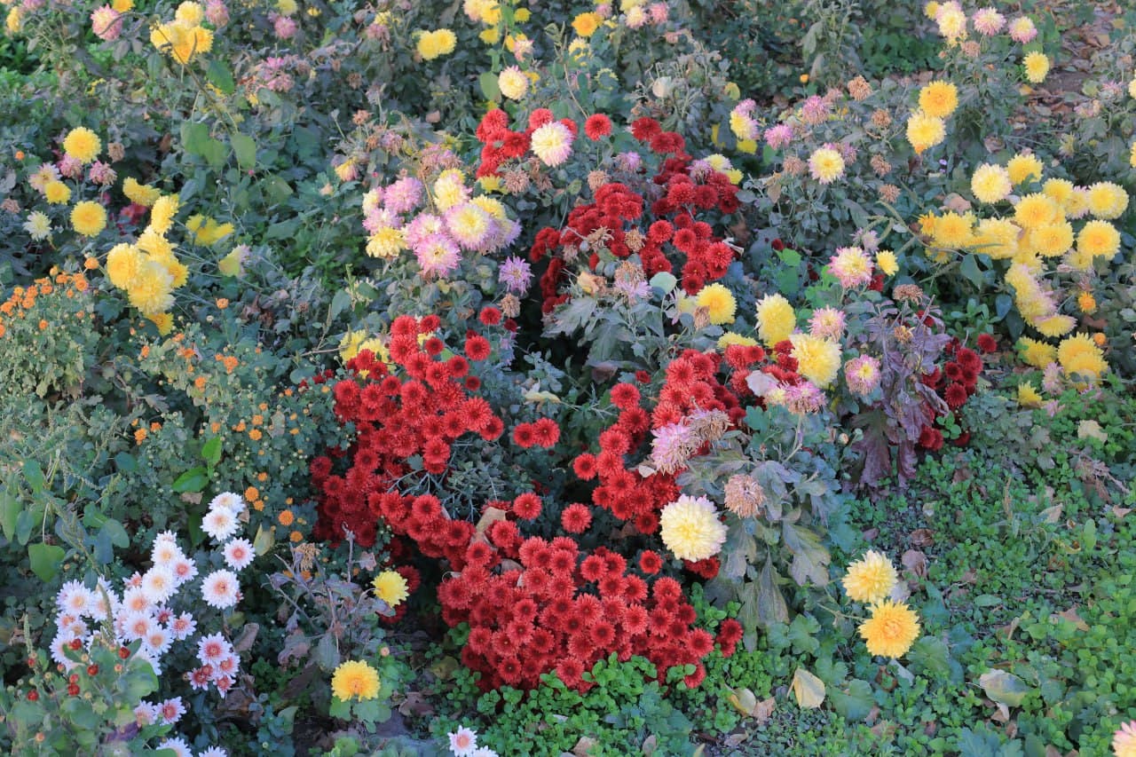 Когон: Куржан қишлоғида Сафар бобо Тўқов уй хўжалиги ҳам обод ва ҳавасга лойиқ