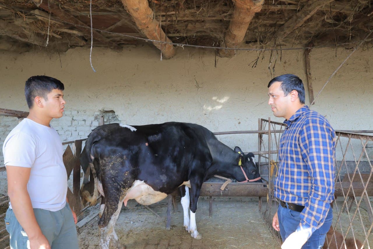 Когон: чамбаронлик Саидовлар хонадони ҳам иссиқхона ва чорва моллари боқишдан барака топмоқда