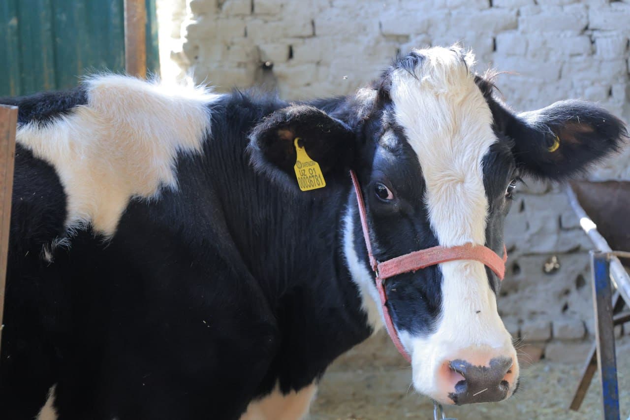 Когон: чамбаронлик Саидовлар хонадони ҳам иссиқхона ва чорва моллари боқишдан барака топмоқда