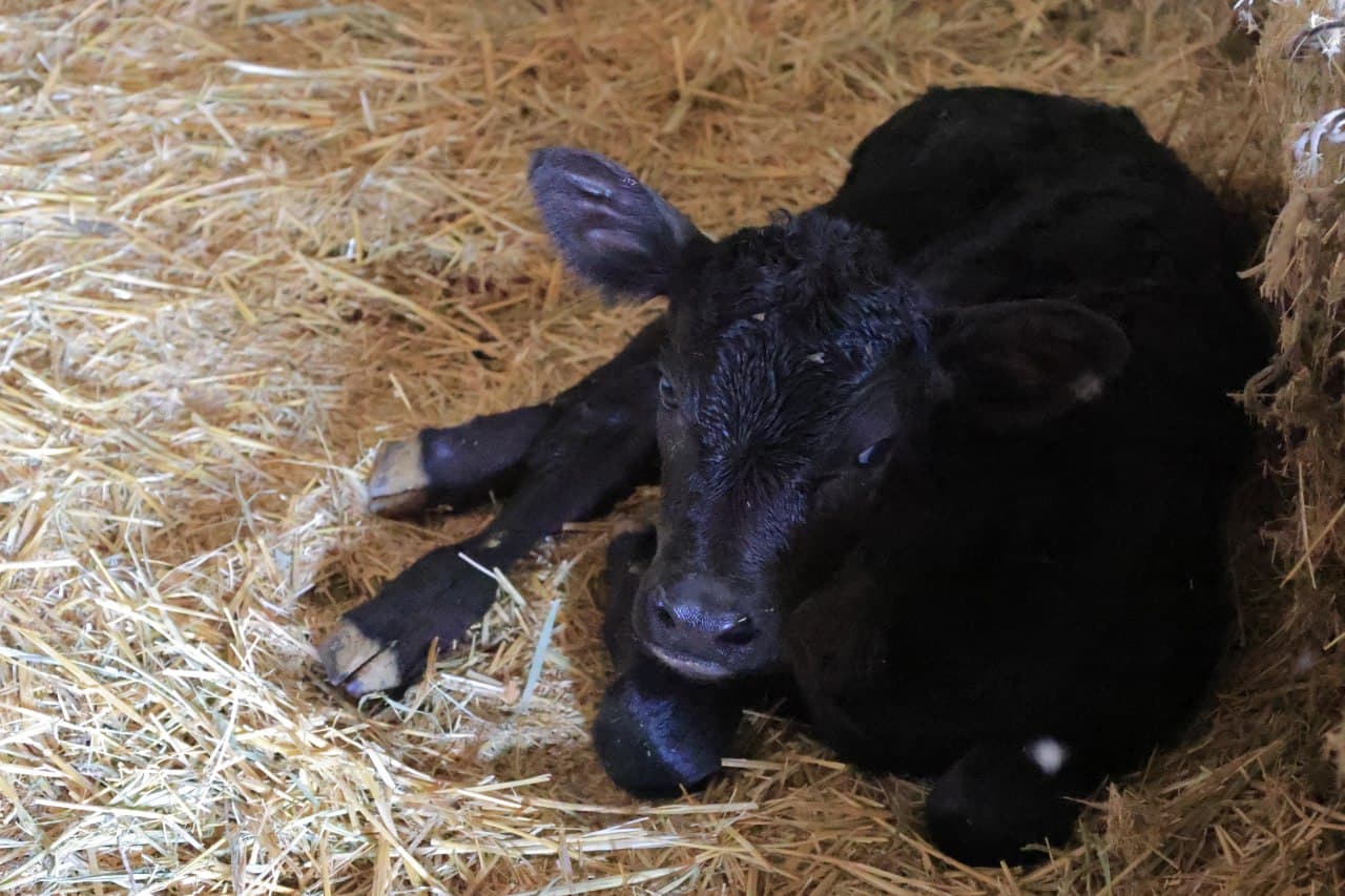 Когон: чамбаронлик Саидовлар хонадони ҳам иссиқхона ва чорва моллари боқишдан барака топмоқда