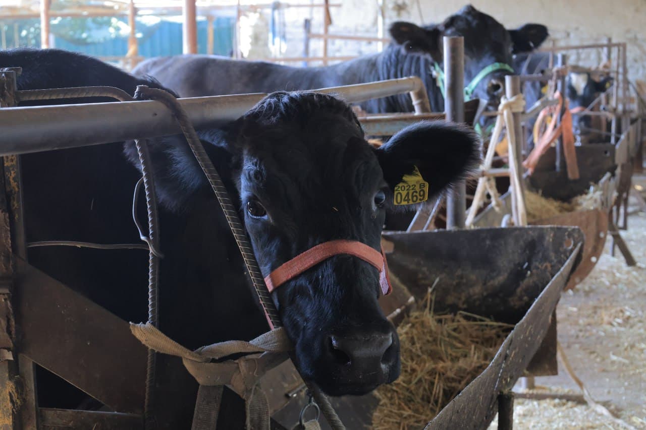 Когон: чамбаронлик Саидовлар хонадони ҳам иссиқхона ва чорва моллари боқишдан барака топмоқда