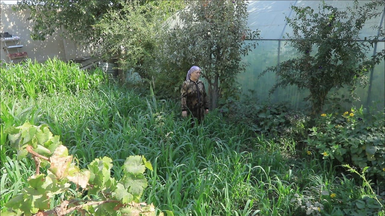 Бухоро шаҳри: шайхонлик Сабоҳат Бозорова ҳам томорқасини обод қилиб, иссиқхонасидан қут-барака топмоқда