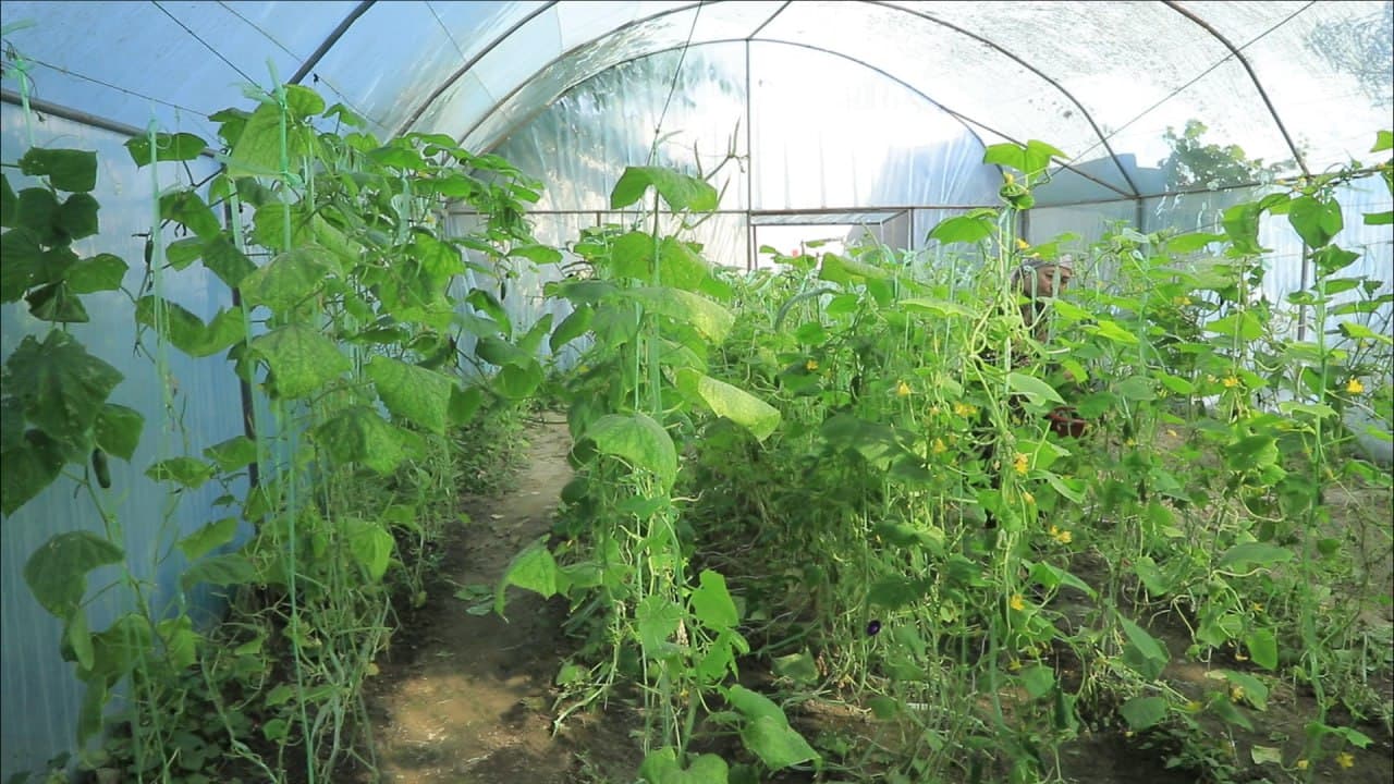 Бухоро шаҳри: шайхонлик Сабоҳат Бозорова ҳам томорқасини обод қилиб, иссиқхонасидан қут-барака топмоқда