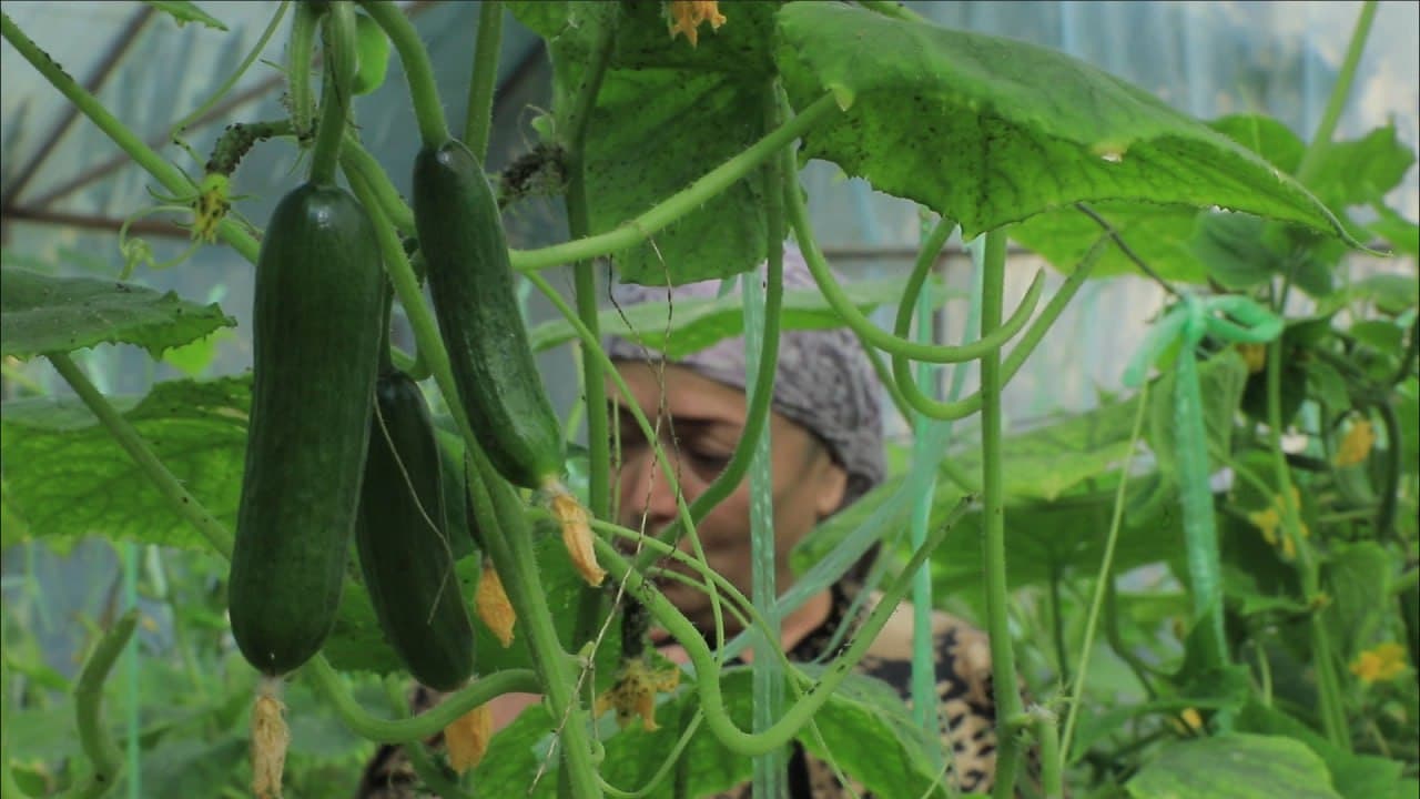 Бухоро шаҳри: шайхонлик Сабоҳат Бозорова ҳам томорқасини обод қилиб, иссиқхонасидан қут-барака топмоқда