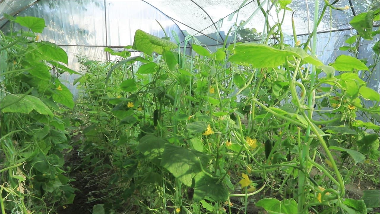 Бухоро шаҳри: шайхонлик Сабоҳат Бозорова ҳам томорқасини обод қилиб, иссиқхонасидан қут-барака топмоқда