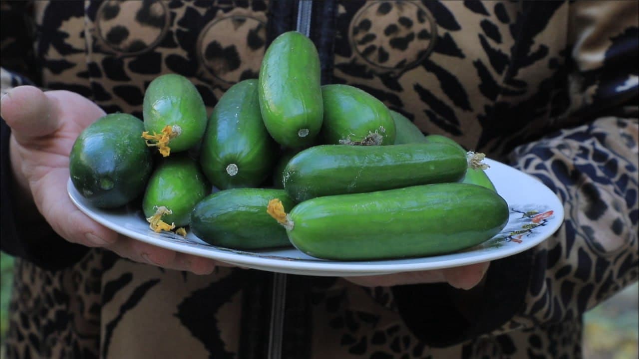 Бухоро шаҳри: шайхонлик Сабоҳат Бозорова ҳам томорқасини обод қилиб, иссиқхонасидан қут-барака топмоқда