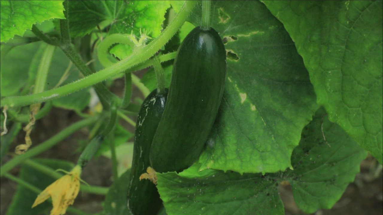 Бухоро шаҳри: шайхонлик Сабоҳат Бозорова ҳам томорқасини обод қилиб, иссиқхонасидан қут-барака топмоқда