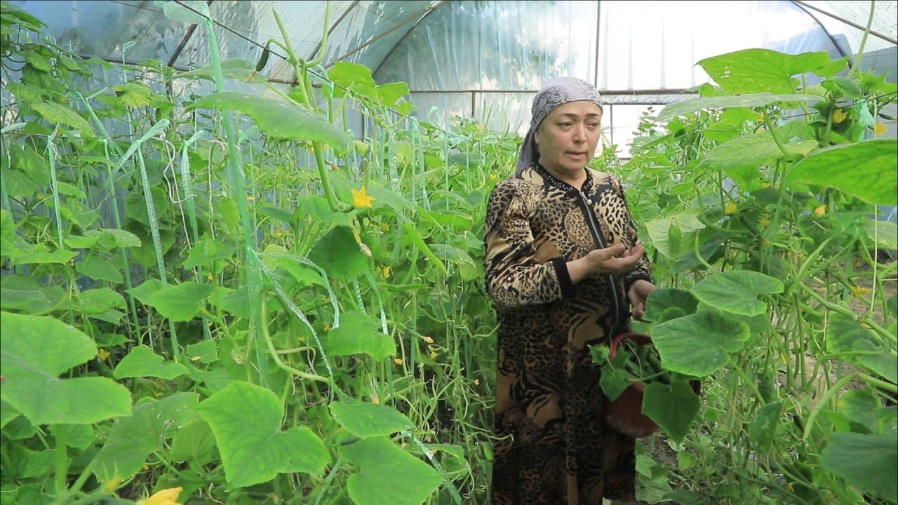 Бухоро шаҳри: шайхонлик Сабоҳат Бозорова ҳам томорқасини обод қилиб, иссиқхонасидан қут-барака топмоқда