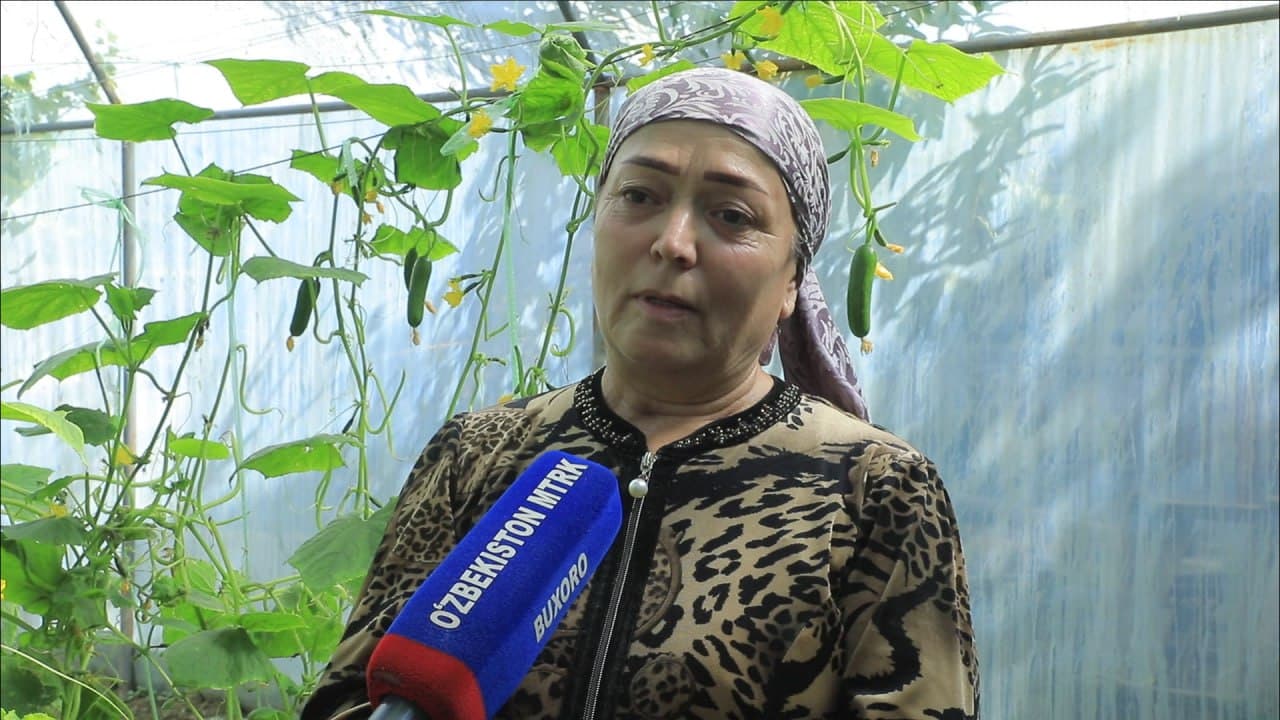 Бухоро шаҳри: шайхонлик Сабоҳат Бозорова ҳам томорқасини обод қилиб, иссиқхонасидан қут-барака топмоқда