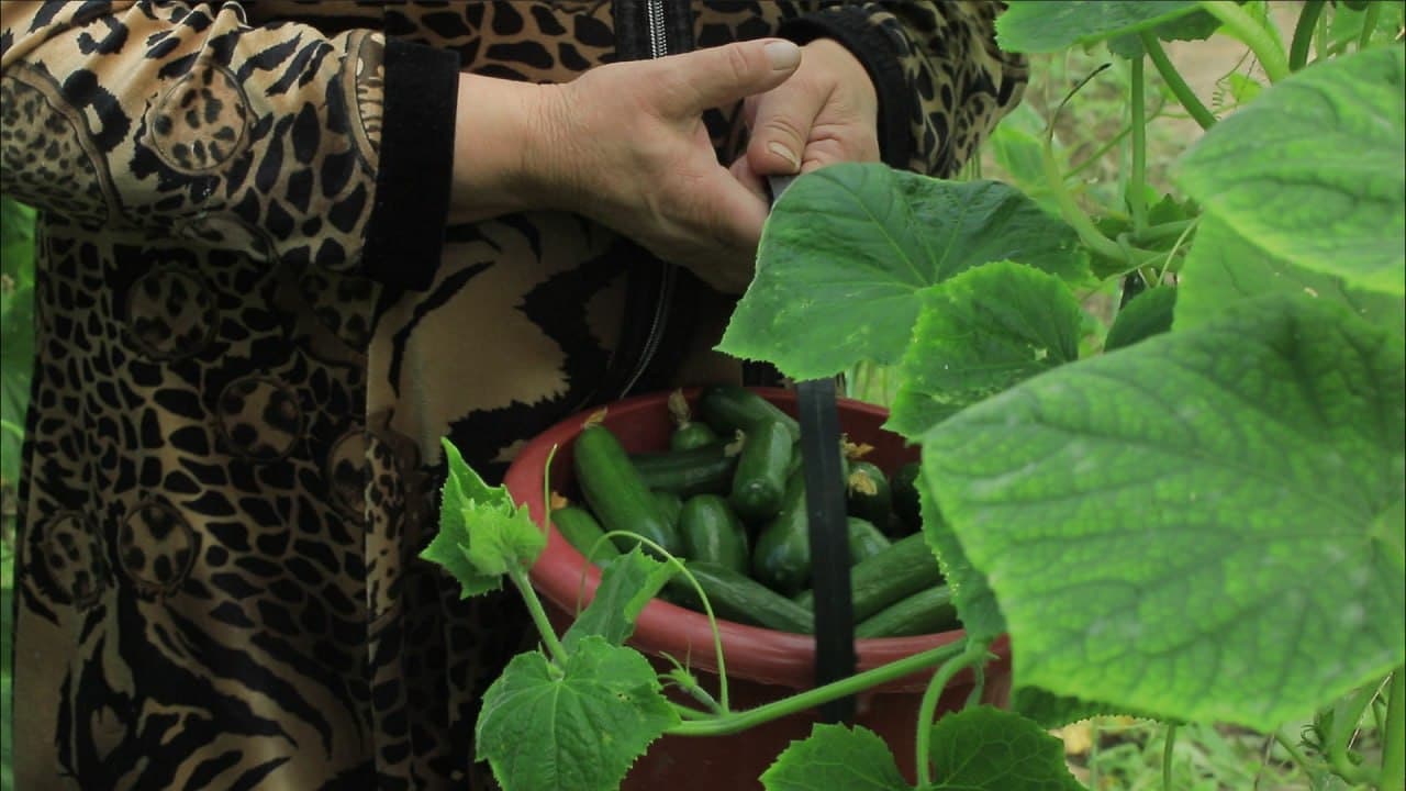 Бухоро шаҳри: шайхонлик Сабоҳат Бозорова ҳам томорқасини обод қилиб, иссиқхонасидан қут-барака топмоқда