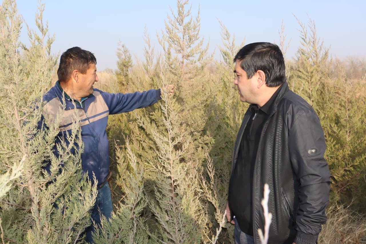 Qorovulbozor davlat oʻrmon-ovchilik xoʻjaligi koʻchat yetkazib berishga tayyor