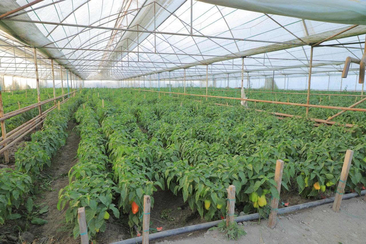 Ромитан: “Қаҳрамон” маҳалласида ўтказилган амалий семинар аҳоли бандлигини таьминлаш, камбағалликни қисқартириш масалаларига бағишланди