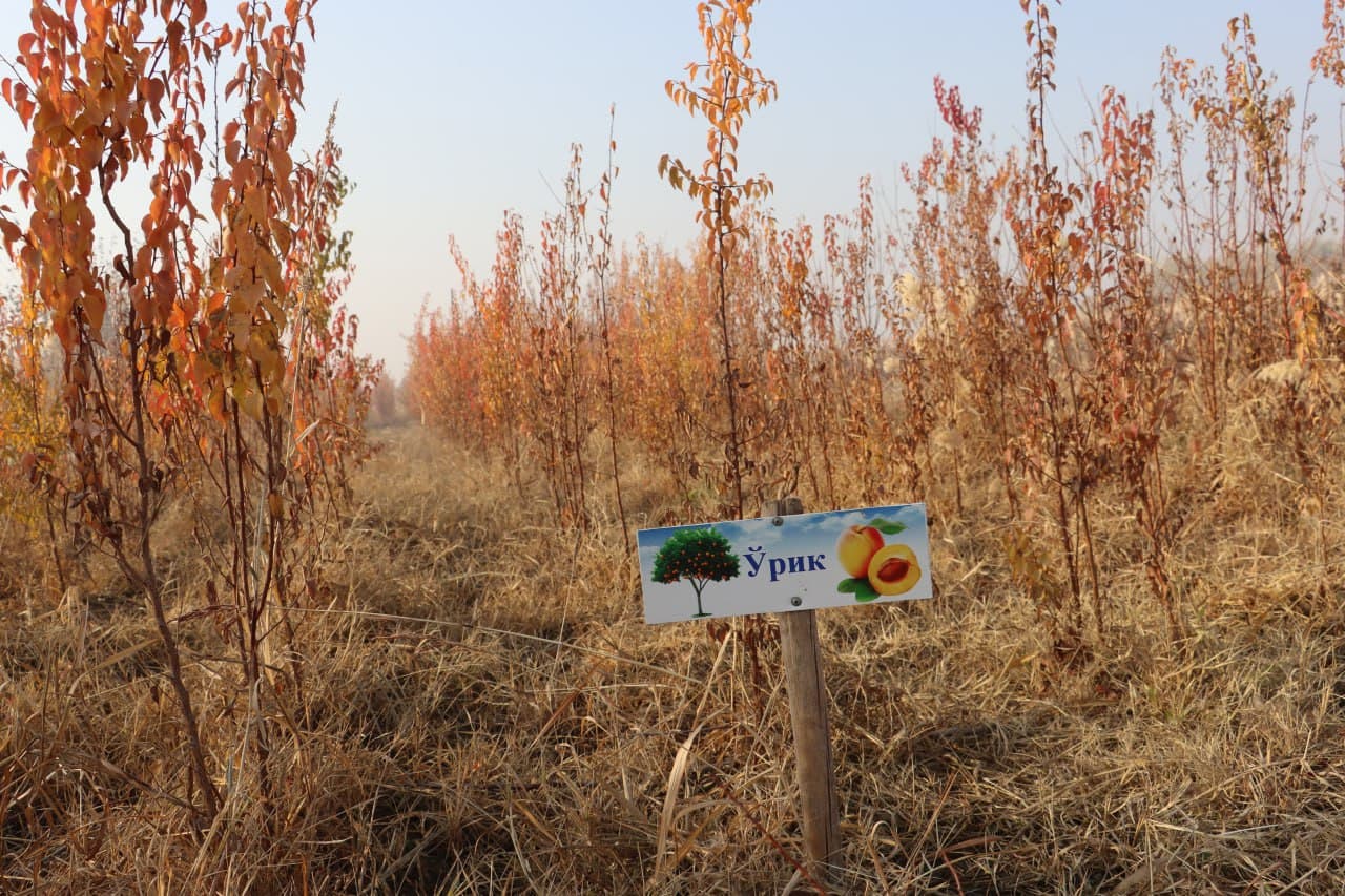 Qorovulbozor davlat oʻrmon-ovchilik xoʻjaligi koʻchat yetkazib berishga tayyor