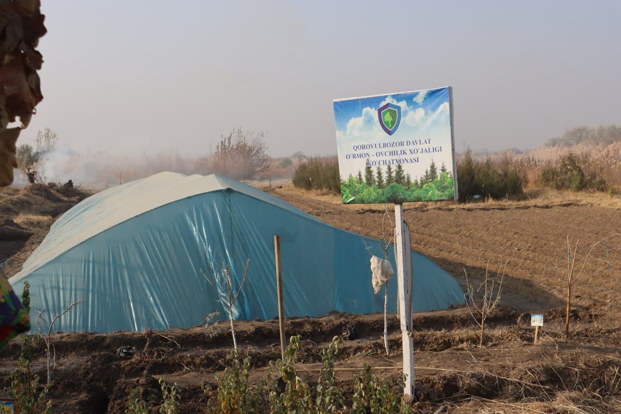 Qorovulbozor davlat oʻrmon-ovchilik xoʻjaligi koʻchat yetkazib berishga tayyor