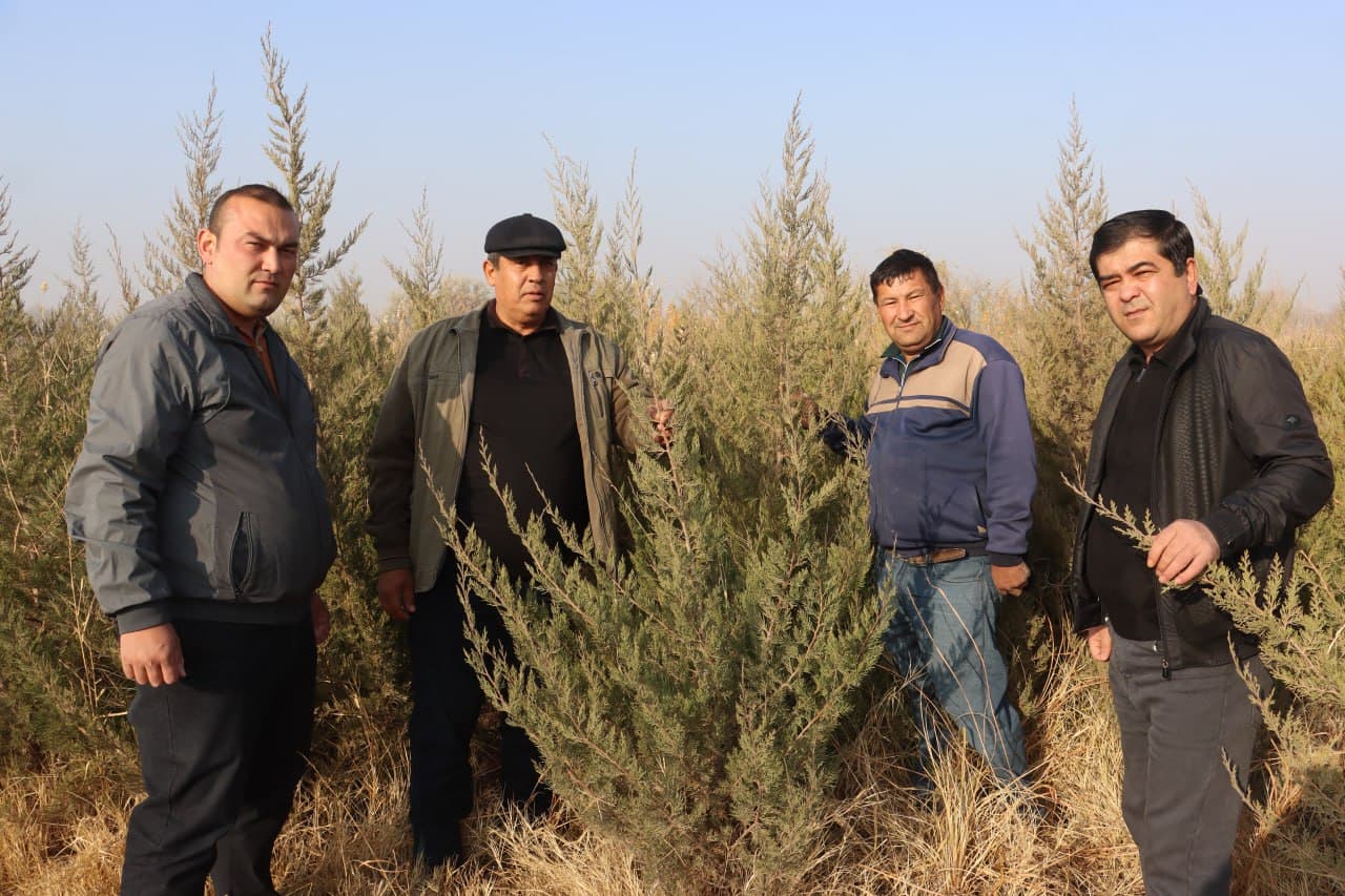 Qorovulbozor davlat oʻrmon-ovchilik xoʻjaligi koʻchat yetkazib berishga tayyor