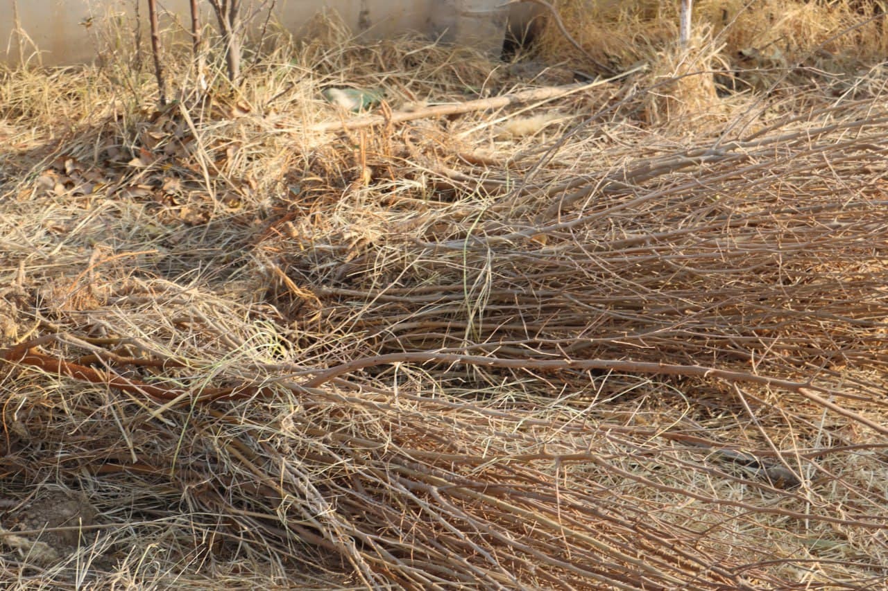 Qorovulbozor davlat oʻrmon-ovchilik xoʻjaligi koʻchat yetkazib berishga tayyor